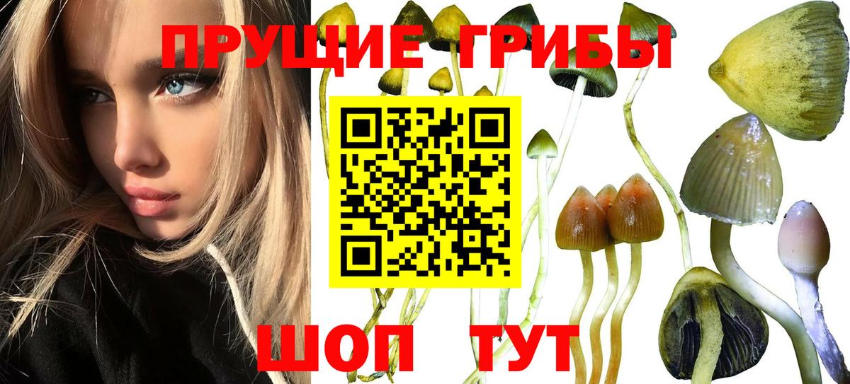 Тельмана  Псилоцибиновые грибы Psilocybine cubensis  Вход с VPN  Псилоцибиновые грибы Magic Shrooms 